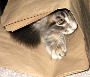 Peek-A-Boo Tsunami Peek-A-Boo Tsunami