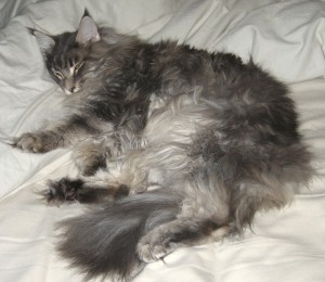 Sleeping-Tsunami-2