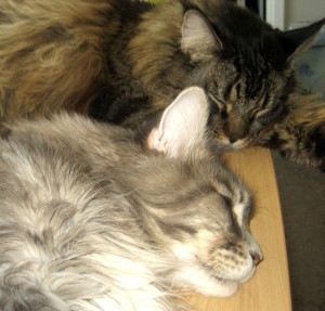 Sleeping Cats