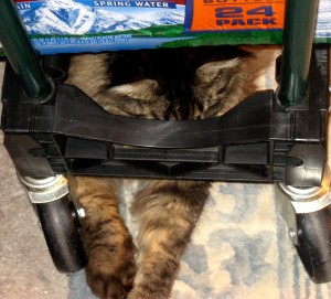 Shy Kitty