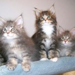 Kittens