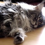 Tsunami - Cat Nap Tsunami - Cat Nap