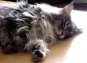 Tsunami - Cat Nap Tsunami - Cat Nap