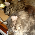 Dream Kitties Dream Kitties