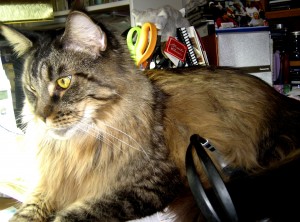 Legend at Create WIth Joy: My Ever Watchful Kitty Legend at Create WIth Joy: My Ever Watchful Kitty