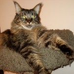 Legend - Lounging Legend - Lounging
