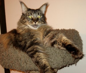 Legend - Lounging Legend - Lounging