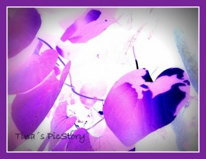 Tinas Pic Story - Purple Leaves Tinas Pic Story - Purple Leaves