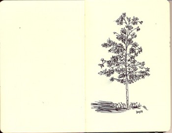 Line Drawing - Tree Line Drawing - Tree