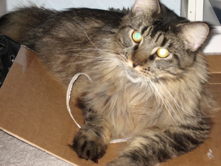 Paper Shredder Paper Shredder