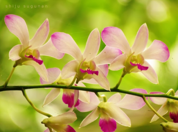 Shiju - Vanda
