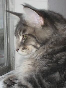 Tsunami - Watch Cat