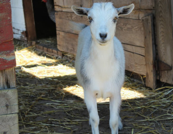 Abigal - Meet The Goats