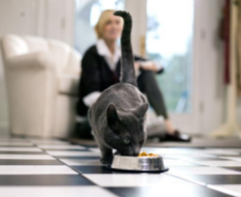 Cat At Mealtime