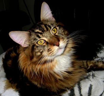 Magellan - National Answer Your Cat's Question Day