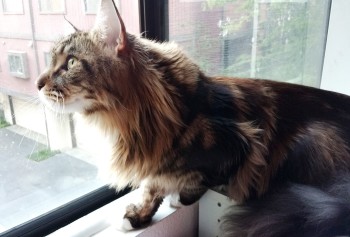 Magellan - I See A Squirrel - Im Going To Catch Him - 2