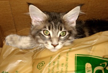 Tsunami - Cats And Bags 1