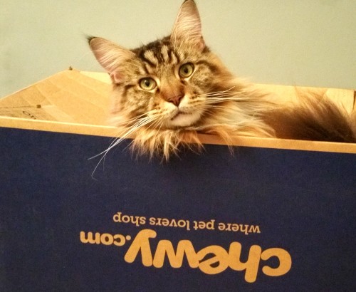 Magellan, My Naughty Cat