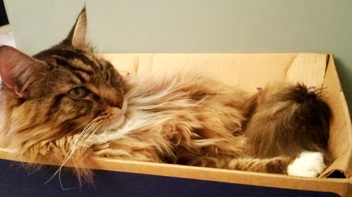 Naughty Cat - Made Myself A Bed