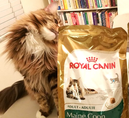 Naughty Cat - Sidle
