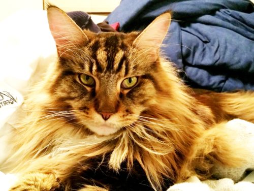 Magellan-Freshly-Laundered