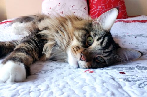 Magellan-This-Is-How-I-Make-The-Bed