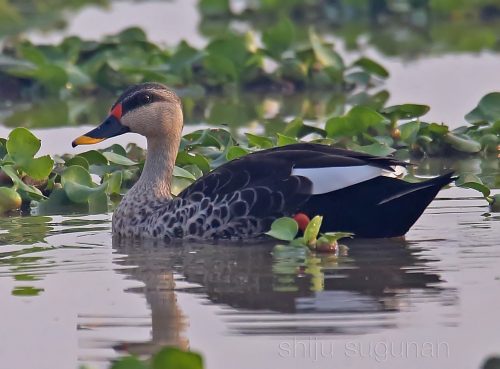 Weekday Birding