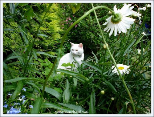 8 Things About Angel Snowie
