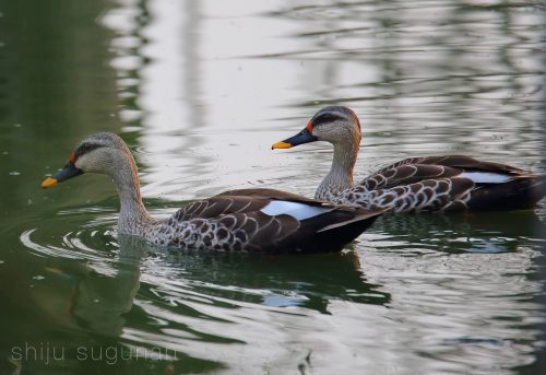 Peaceful Ducks