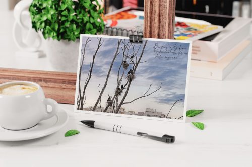 Nature Photography