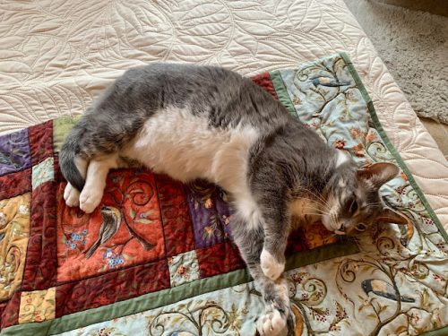 Quilt with Cat